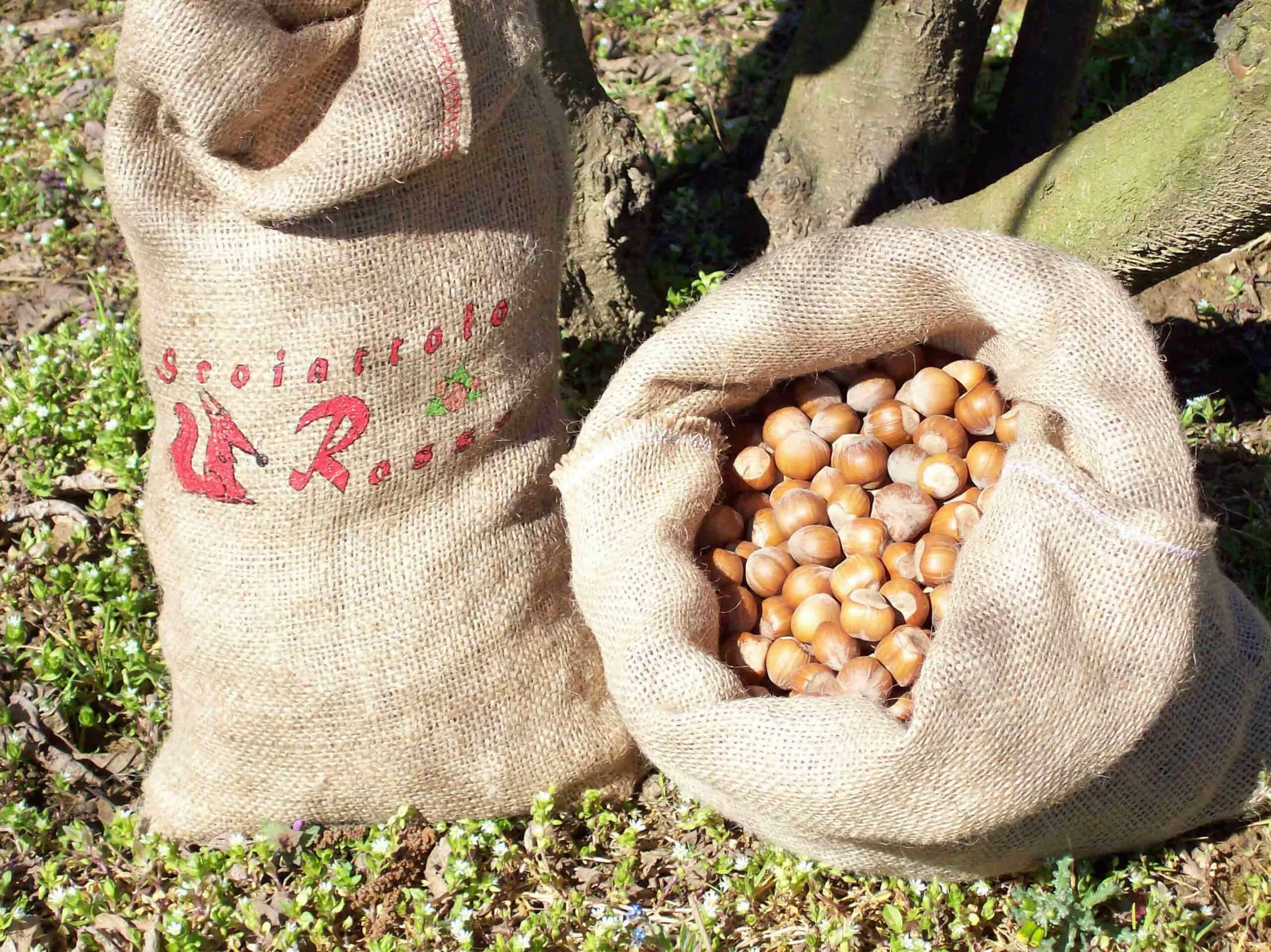 conservazione delle nocciole